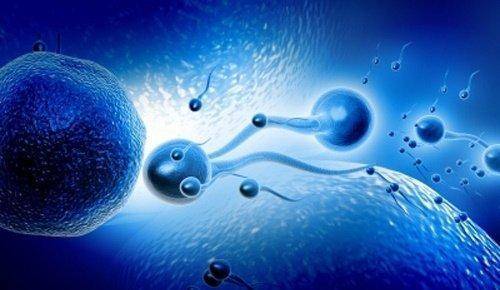 Crean espermatozoides a partir de células madre extraídas de los testículos